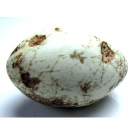 مهره مار_خرمهره