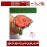 انگشترنقره مردانه خطی عقیق سرخ خط مبین استاد حسین رضیعی رکاب نقره نفیس دستساز جواهرنشان_بردیامظهری ذکر فاطمه_بضعه_منی_من_آذاهافقدآذانی