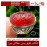 انگشترنفیس خطی مردانه عقیق_یمنی خط_میرزا،حکاکی محمدمجتبی_آتشباز، رکاب_نقره_دستسازشیرازی،رکاب_سیدحسن وحکاکی-اللهم_صل_علی_محمدوآل_محمدوعجل_فرجهم