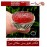 انگشترنفیس خطی مردانه عقیق_یمنی خط_میرزا،حکاکی محمدمجتبی_آتشباز، رکاب_نقره_دستسازشیرازی،رکاب_سیدحسن وحکاکی-اللهم_صل_علی_محمدوآل_محمدوعجل_فرجهم