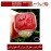انگشترنفیس خطی مردانه عقیق_یمنی خط_اقل_میرزا،حکاکی محمدمجتبی_آتشباز، رکاب_وحید_امامی،رکاب_تهران_امامی وحکاکی- الحمدلله